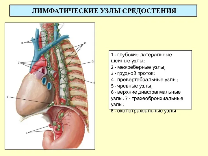 ЛИМФАТИЧЕСКИЕ УЗЛЫ СРЕДОСТЕНИЯ 1 - глубокие латеральные шейные узлы; 2