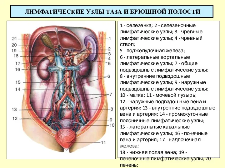 ЛИМФАТИЧЕСКИЕ УЗЛЫ ТАЗА И БРЮШНОЙ ПОЛОСТИ 1 - селезенка; 2