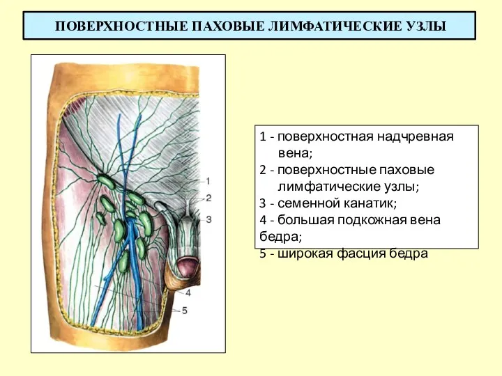 ПОВЕРХНОСТНЫЕ ПАХОВЫЕ ЛИМФАТИЧЕСКИЕ УЗЛЫ 1 - поверхностная надчревная вена; 2