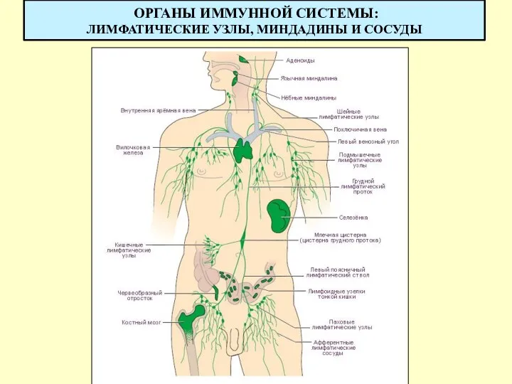 ОРГАНЫ ИММУННОЙ СИСТЕМЫ: ЛИМФАТИЧЕСКИЕ УЗЛЫ, МИНДАДИНЫ И СОСУДЫ