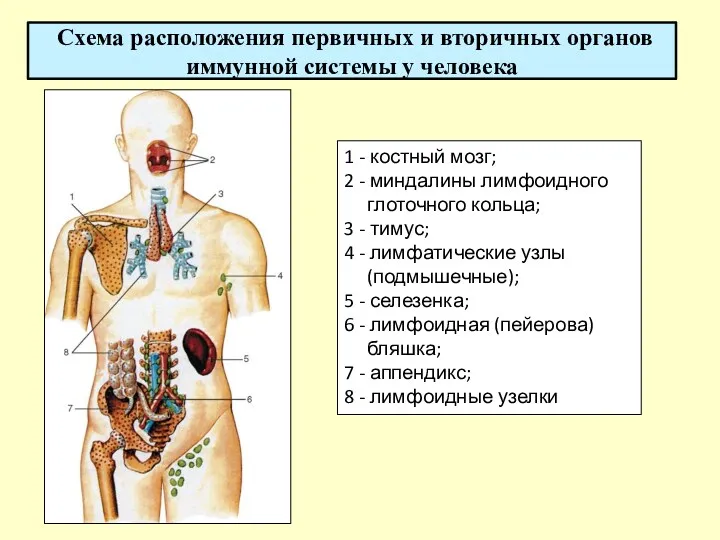 Схема расположения первичных и вторичных органов иммунной системы у человека