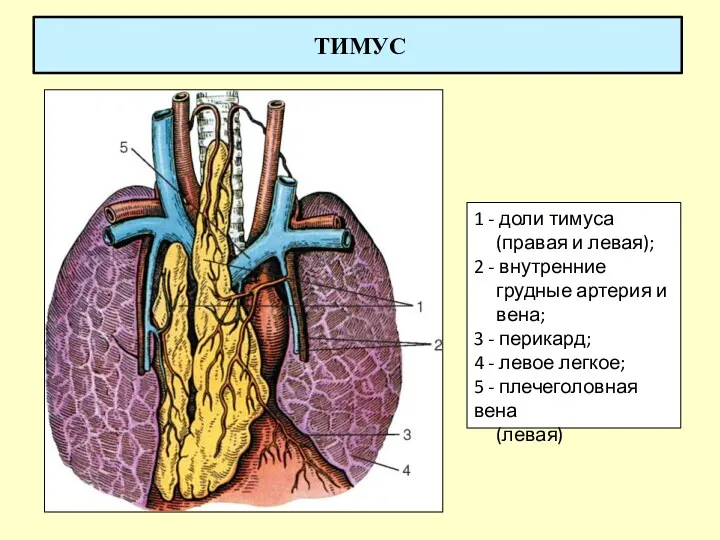 ТИМУС 1 - доли тимуса (правая и левая); 2 -