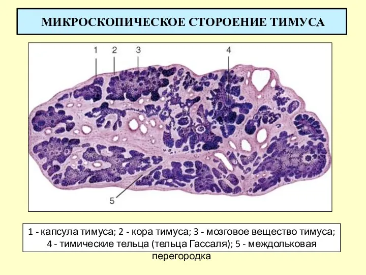 МИКРОСКОПИЧЕСКОЕ СТОРОЕНИЕ ТИМУСА 1 - капсула тимуса; 2 - кора