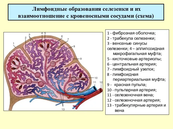 Лимфоидные образования селезенки и их взаимоотношение с кровеносными сосудами (схема)