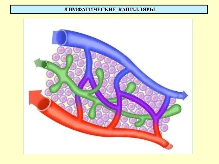 ЛИМФАТИЧЕСКИЕ КАПИЛЛЯРЫ