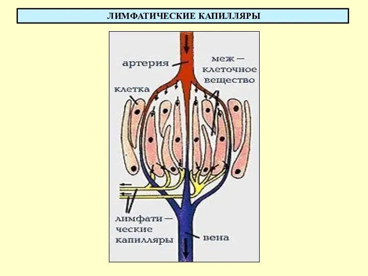 ЛИМФАТИЧЕСКИЕ КАПИЛЛЯРЫ