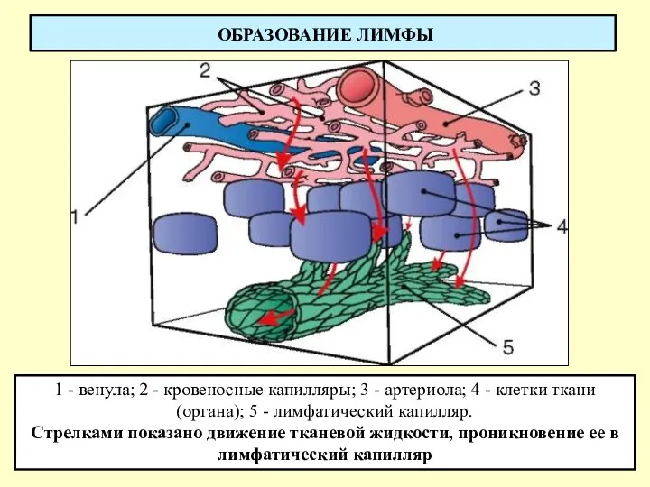 ОБРАЗОВАНИЕ ЛИМФЫ 1 - венула; 2 - кровеносные капилляры; 3