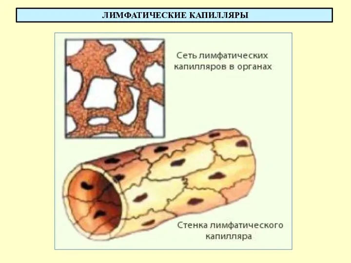 ЛИМФАТИЧЕСКИЕ КАПИЛЛЯРЫ