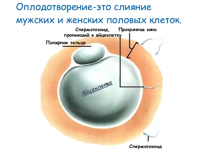 Прозрачная зона Сперматозоид, проникший в яйцеклетку Полярное тельце Сперматозоид Яйцеклетка