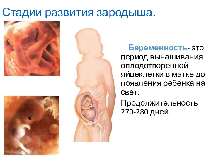 Стадии развития зародыша. Беременность- это период вынашивания оплодотворенной яйцеклетки в