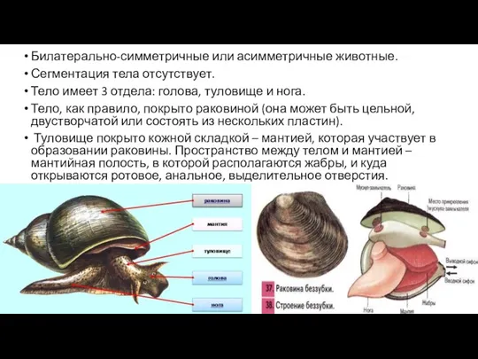 Билатерально-симметричные или асимметричные животные. Сегментация тела отсутствует. Тело имеет 3