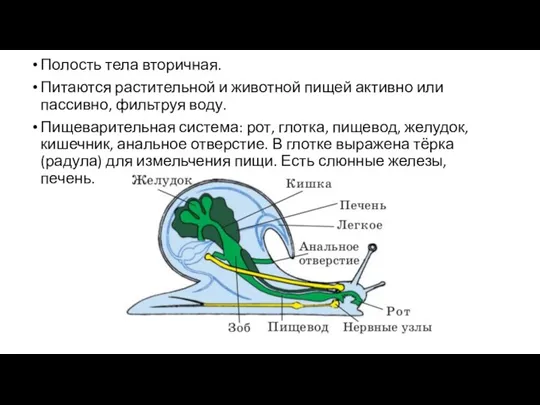 Полость тела вторичная. Питаются растительной и животной пищей активно или пассивно, фильтруя воду.