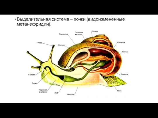 Выделительная система – почки (видоизменённые метанефридии).