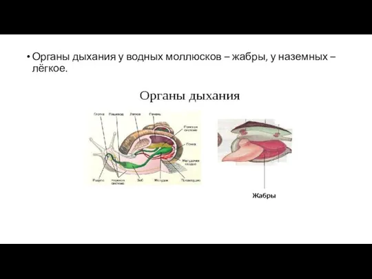 Органы дыхания у водных моллюсков – жабры, у наземных – лёгкое.