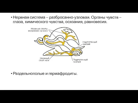 Нервная система – разбросанно-узловая. Органы чувств – глаза, химического чувства, осязания, равновесия. Раздельнополые и гермафродиты.