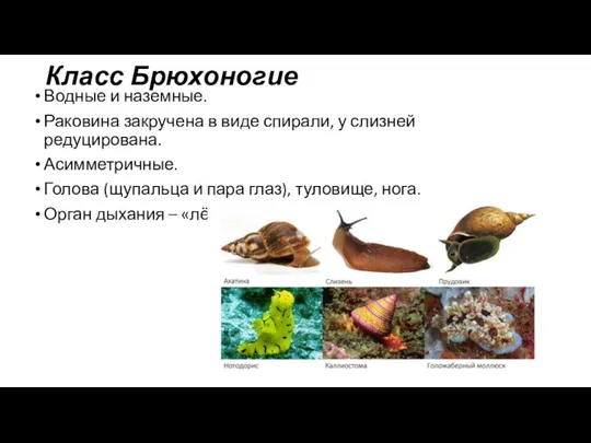 Класс Брюхоногие Водные и наземные. Раковина закручена в виде спирали, у слизней редуцирована.