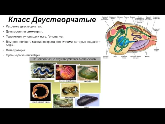 Класс Двустворчатые Раковина двустворчатая. Двусторонняя симметрия. Тело имеет туловище и ногу. Головы нет.