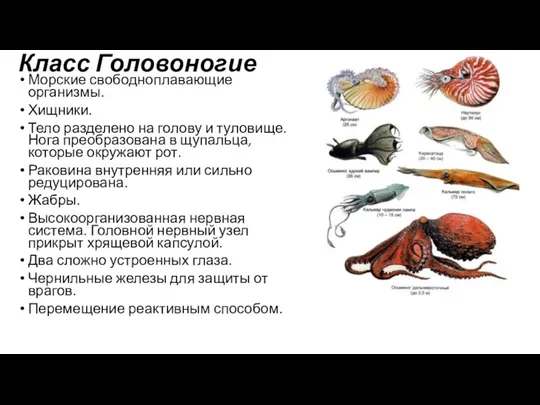 Класс Головоногие Морские свободноплавающие организмы. Хищники. Тело разделено на голову