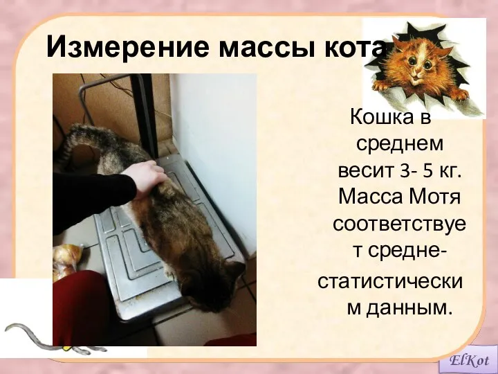 Измерение массы кота Кошка в среднем весит 3- 5 кг. Масса Мотя соответствует средне- статистическим данным.