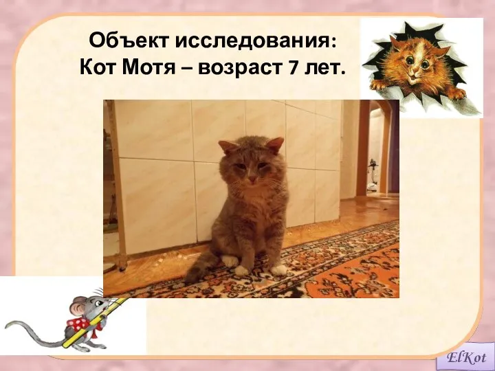 Объект исследования: Кот Мотя – возраст 7 лет.