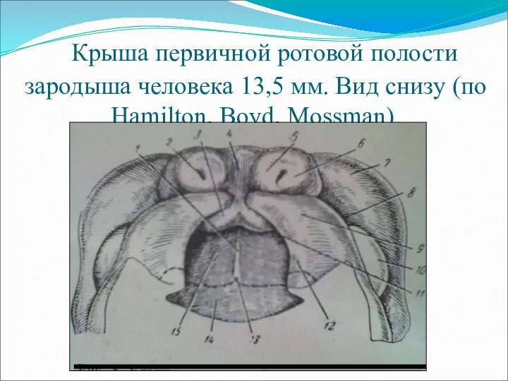 Крыша первичной ротовой полости зародыша человека 13,5 мм. Вид снизу (по Hamilton, Boyd, Mossman).