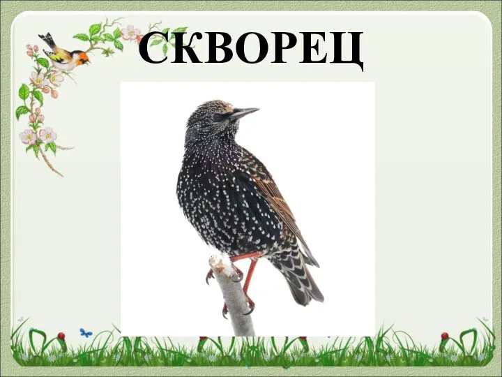 СКВОРЕЦ