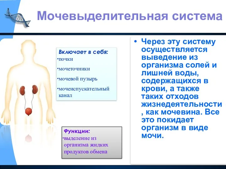 Через эту систему осуществляется выведение из организма солей и лишней