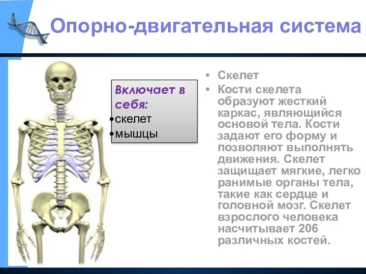 Скелет Кости скелета образуют жесткий каркас, являющийся основой тела. Кости