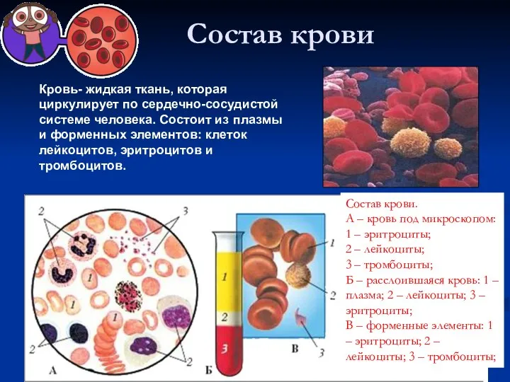 Состав крови Кровь- жидкая ткань, которая циркулирует по сердечно-сосудистой системе