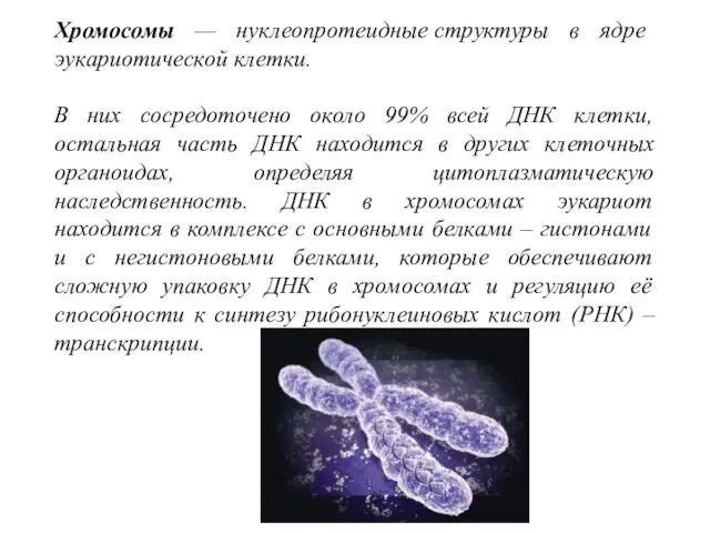 Хромосомы — нуклеопротеидные структуры в ядре эукариотической клетки. В них