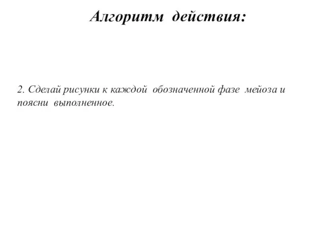 2. Сделай рисунки к каждой обозначенной фазе мейоза и поясни выполненное. Алгоритм действия: