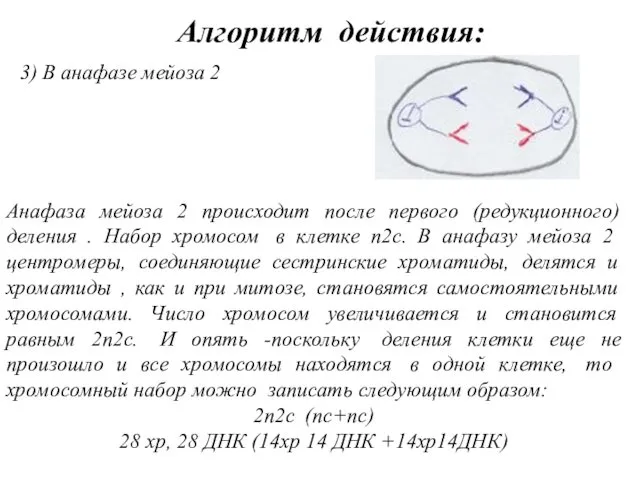 3) В анафазе мейоза 2 Анафаза мейоза 2 происходит после