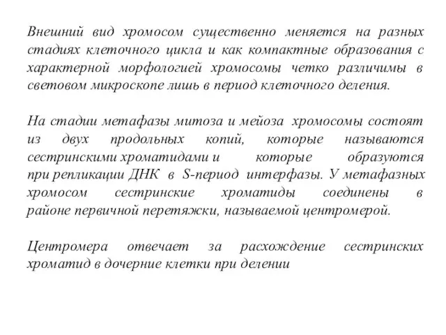 Внешний вид хромосом существенно меняется на разных стадиях клеточного цикла