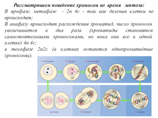 Рассматриваем поведение хромосом во время митоза: В профазе, метафазе -