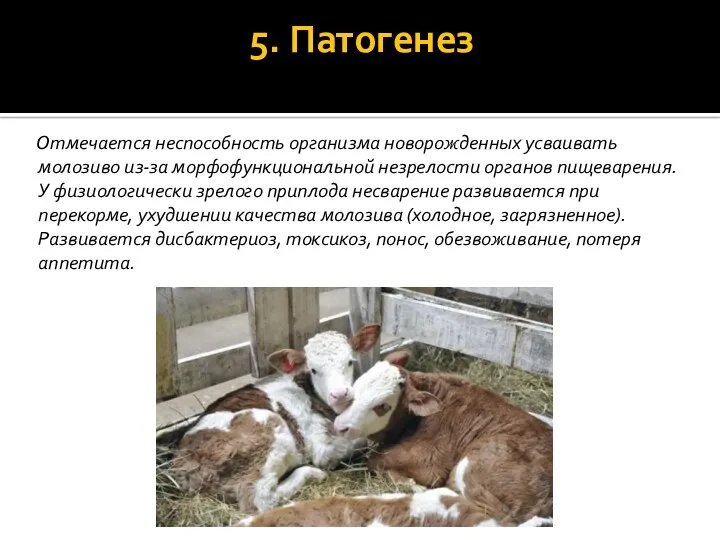 5. Патогенез Отмечается неспособность организма ново­рожденных усваивать молозиво из-за морфофункциональ­ной