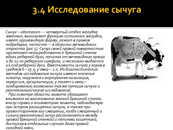 3.4 Исследование сычуга Сычуг —abomasum — четвертый отдел желудка жвачных,