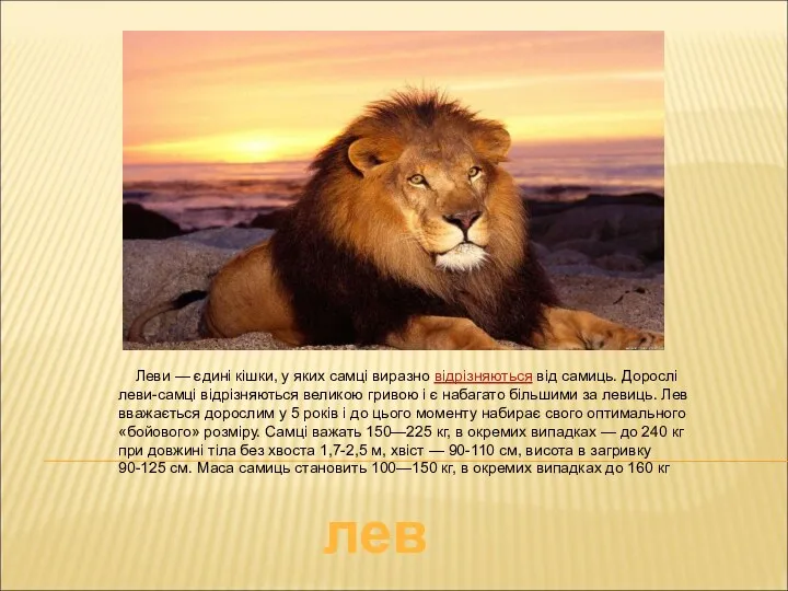 лев Леви — єдині кішки, у яких самці виразно відрізняються