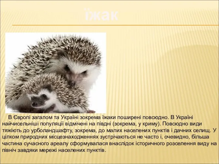 В Європі загалом та Україні зокрема їжаки поширені повсюдно. В