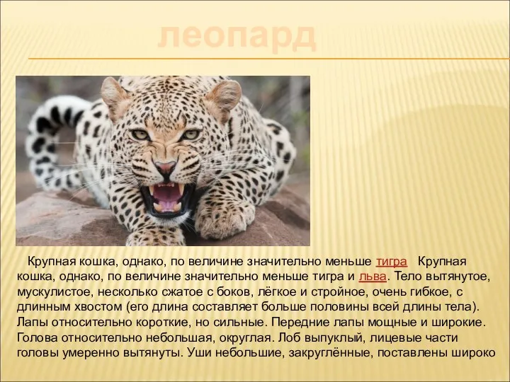 леопард Крупная кошка, однако, по величине значительно меньше тигра Крупная кошка, однако, по