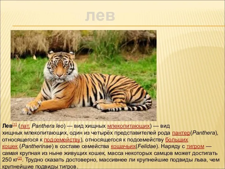 лев Лев[1] (лат. Panthera leo) — вид хищных млекопитающих) —