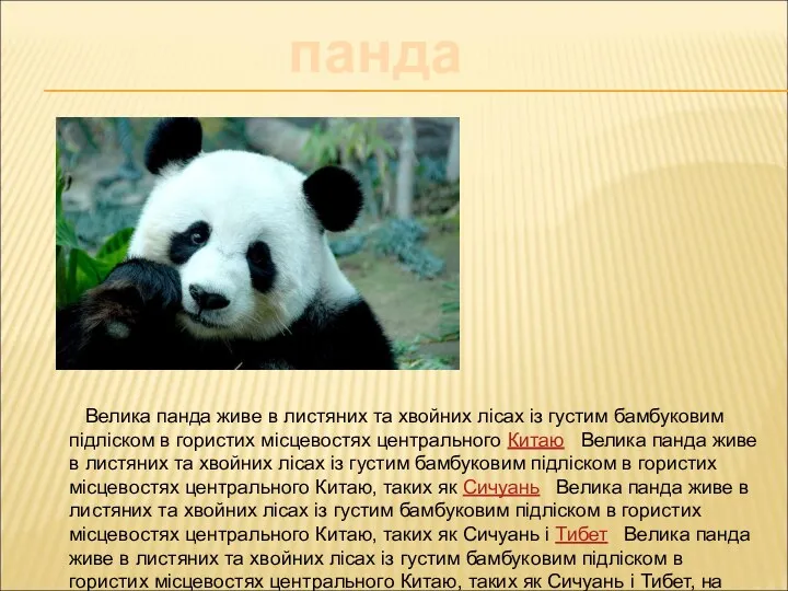 панда Велика панда живе в листяних та хвойних лісах із густим бамбуковим підліском