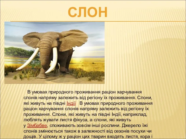 СЛОН В умовах природного проживання раціон харчування слонів напряму залежить