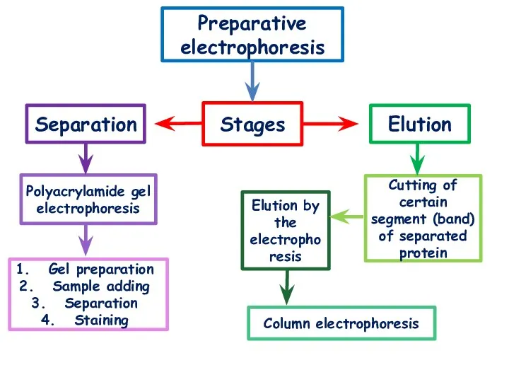 Preparative electrophoresis Stages Separation Elution Polyacrylamide gel electrophoresis Gel preparation