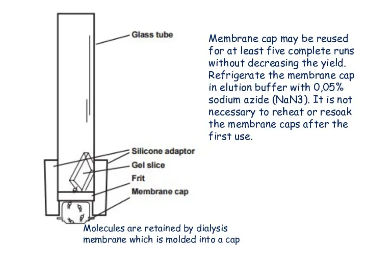 Molecules are retained by dialysis membrane which is molded into