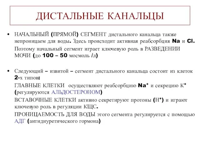 ДИСТАЛЬНЫЕ КАНАЛЬЦЫ НАЧАЛЬНЫЙ (ПРЯМОЙ) СЕГМЕНТ дистального канальца также непроницаем для