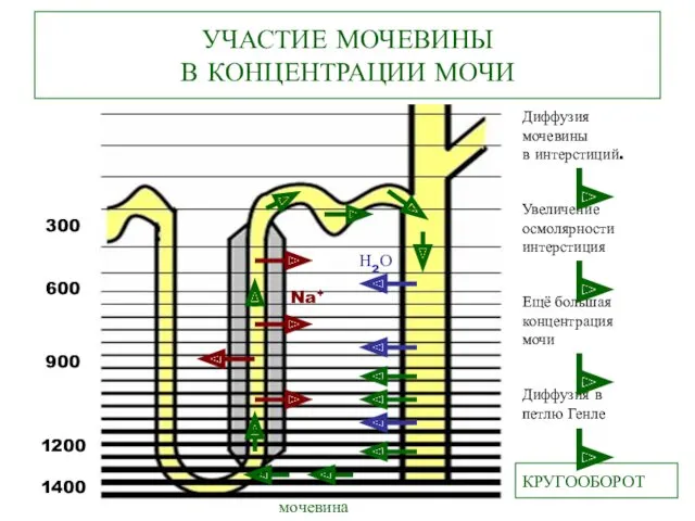 УЧАСТИЕ МОЧЕВИНЫ В КОНЦЕНТРАЦИИ МОЧИ 300 600 900 1200 1400 Диффузия мочевины в