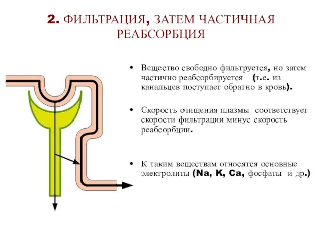 2. ФИЛЬТРАЦИЯ, ЗАТЕМ ЧАСТИЧНАЯ РЕАБСОРБЦИЯ Вещество свободно фильтруется, но затем частично реабсорбируется (т.е.