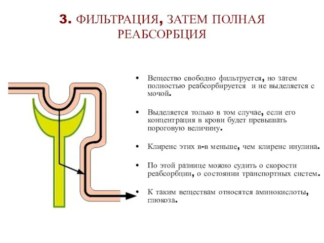 3. ФИЛЬТРАЦИЯ, ЗАТЕМ ПОЛНАЯ РЕАБСОРБЦИЯ Вещество свободно фильтруется, но затем