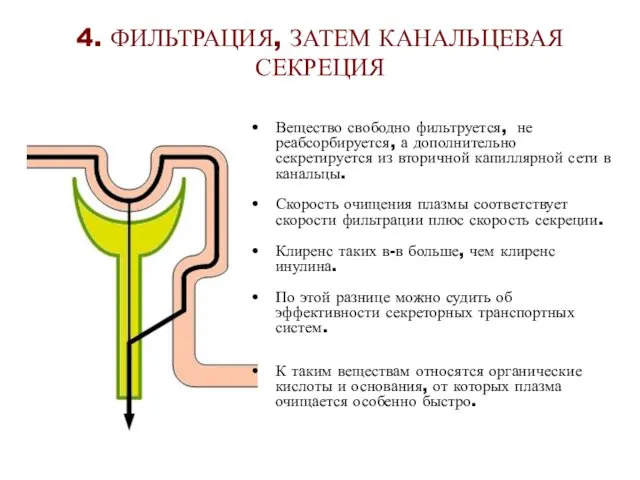 4. ФИЛЬТРАЦИЯ, ЗАТЕМ КАНАЛЬЦЕВАЯ СЕКРЕЦИЯ Вещество свободно фильтруется, не реабсорбируется, а дополнительно секретируется