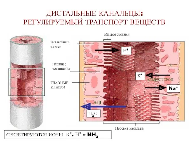 ДИСТАЛЬНЫЕ КАНАЛЬЦЫ: РЕГУЛИРУЕМЫЙ ТРАНСПОРТ ВЕЩЕСТВ Вставочные клетки Плотные соединения ГЛАВНЫЕ